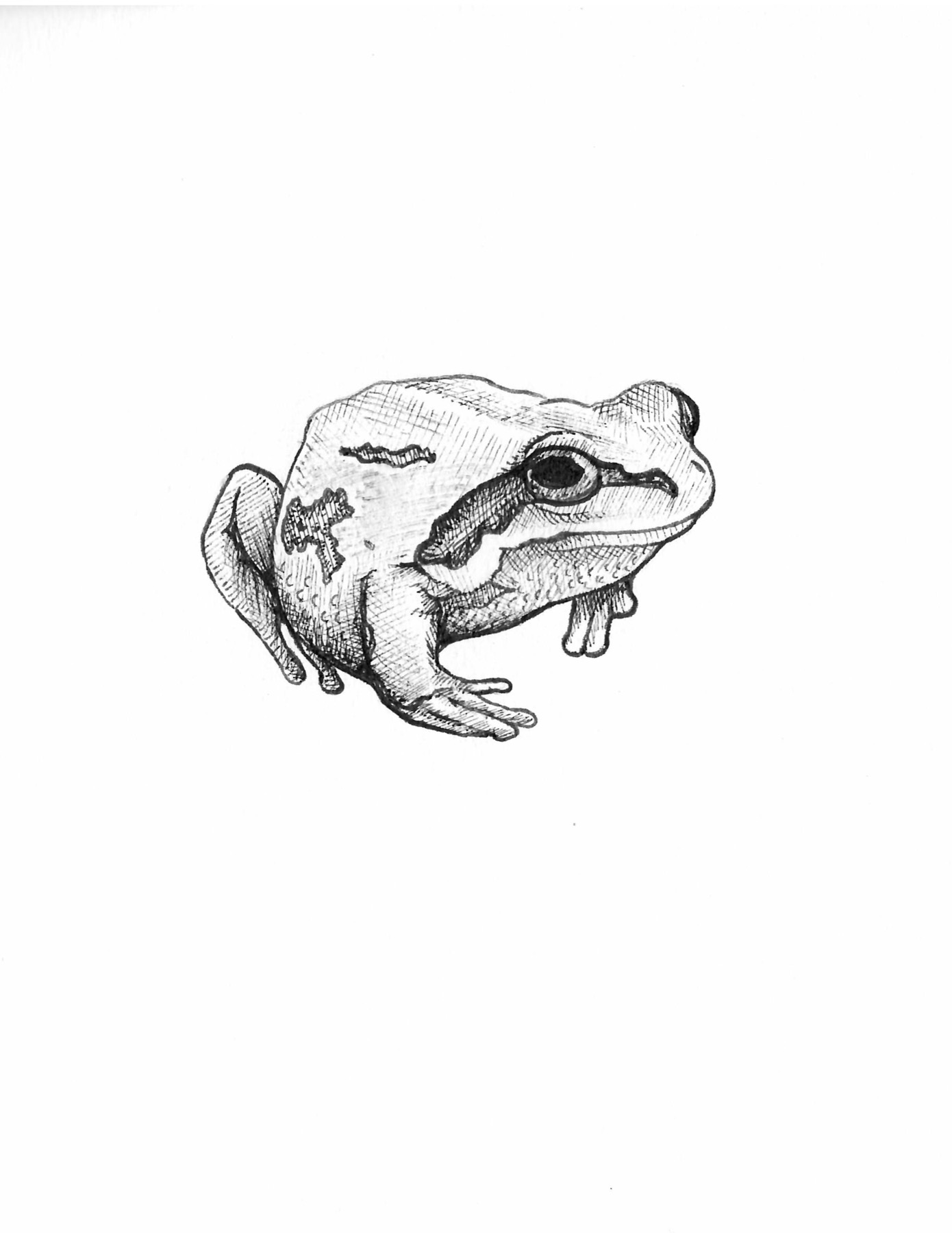Emily’s pen-and-ink Alpine Treefrog illustration