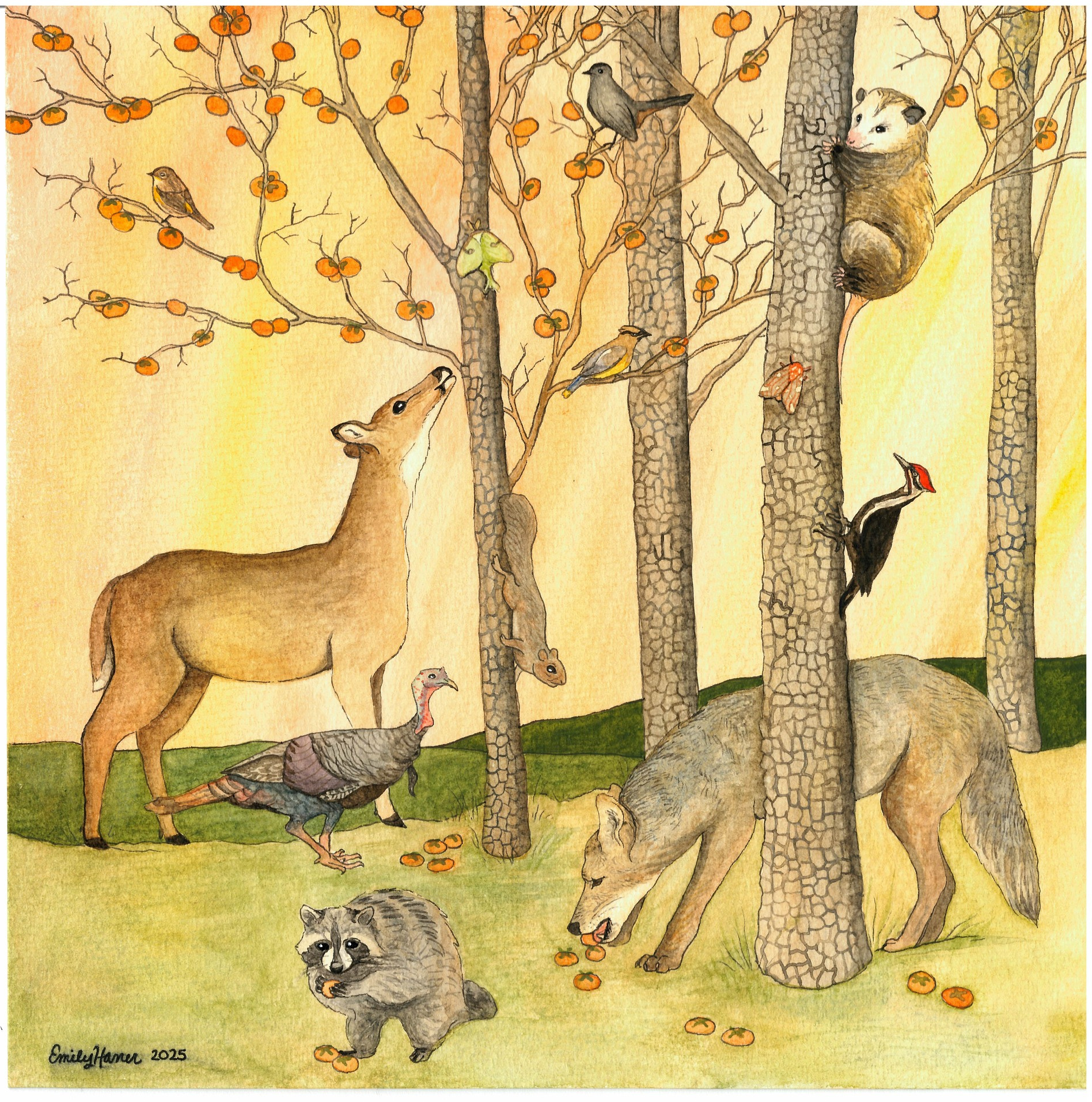 American Persimmon watercolor woodland scene with deer, fox, raccoon, birds, and owl