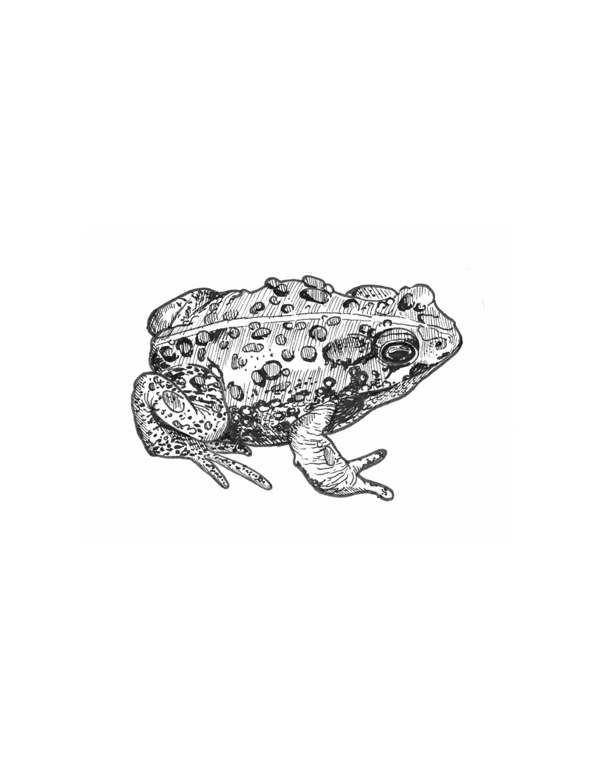 Detailed pen-and-ink illustration of a boreal toad