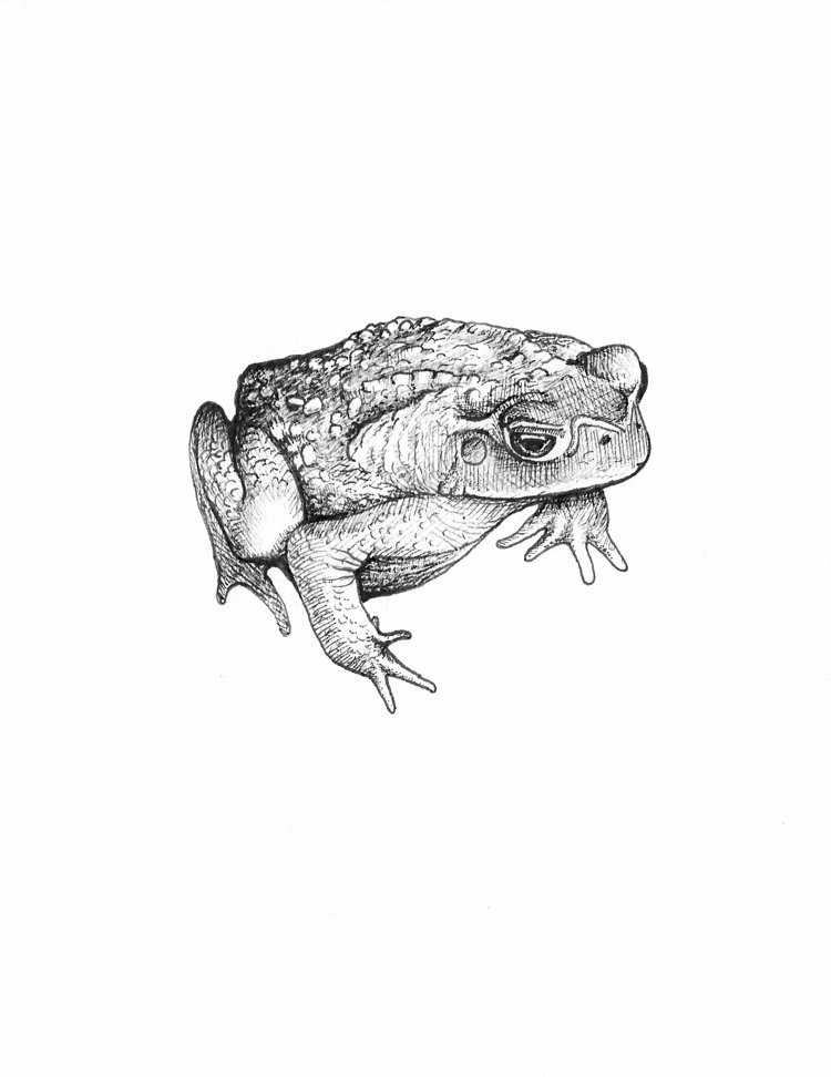 Pen-and-ink study of a cane toad