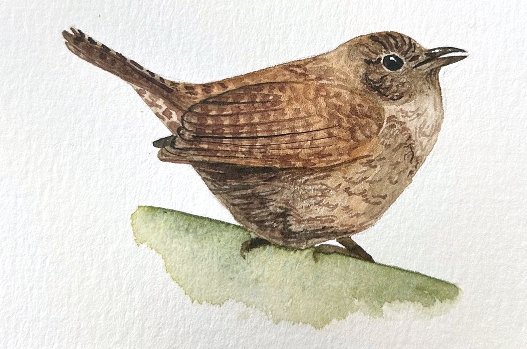 Carolina Wren, a watercolor by Emily LePrell