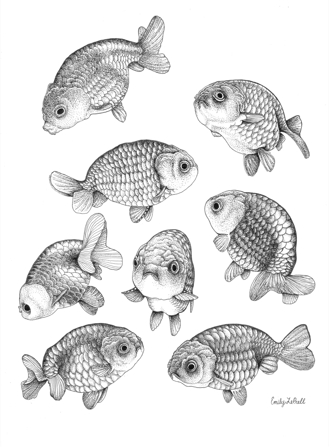Pen-and-ink sheet of eight ranchu goldfish
