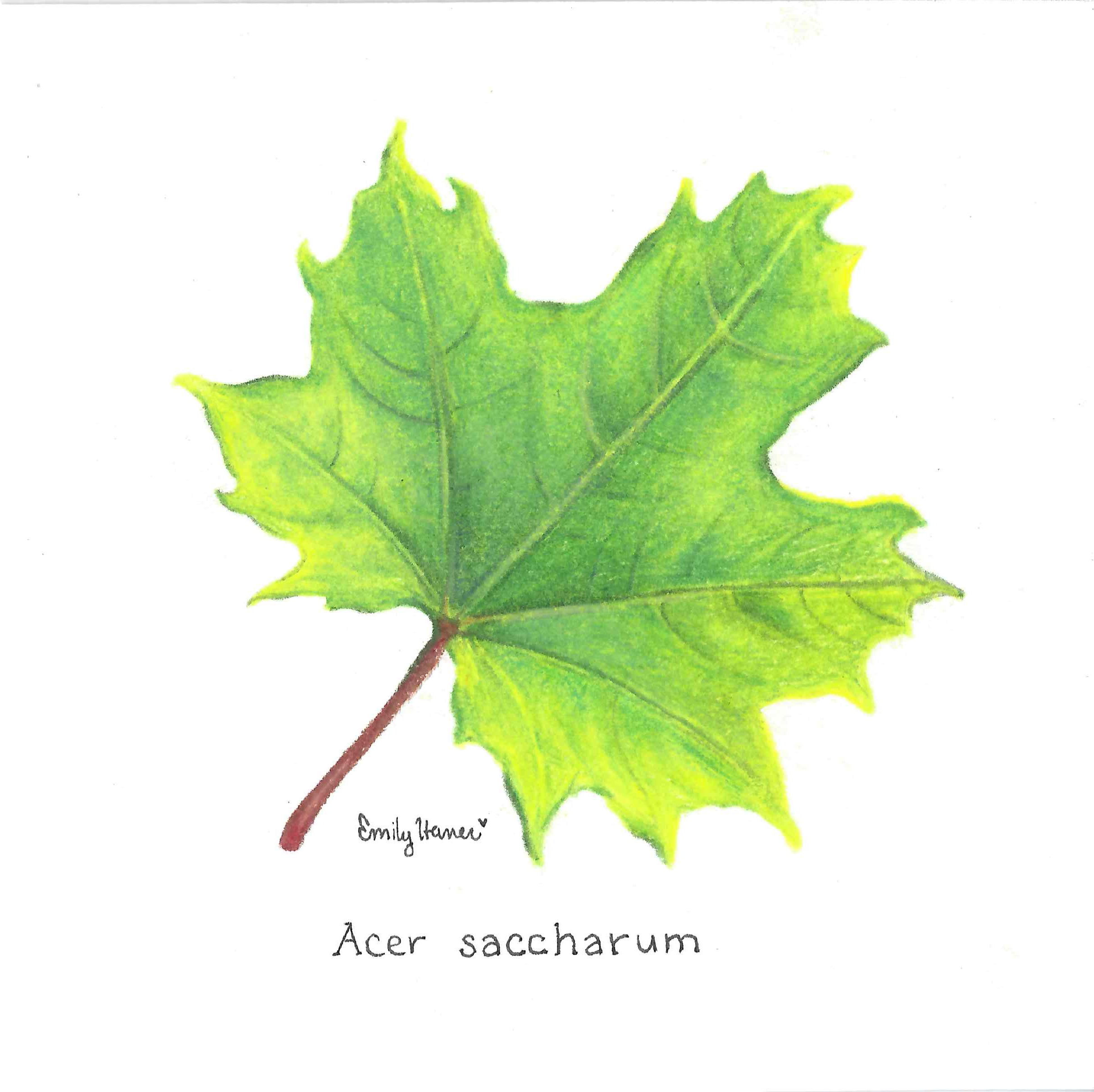 Botanical colored-pencil illustration of a sugar maple leaf, labeled Acer saccharum