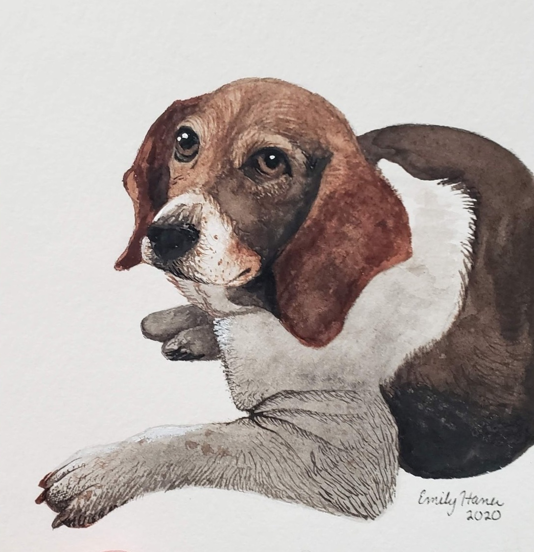 Watercolor portrait of a brown-and-white hound