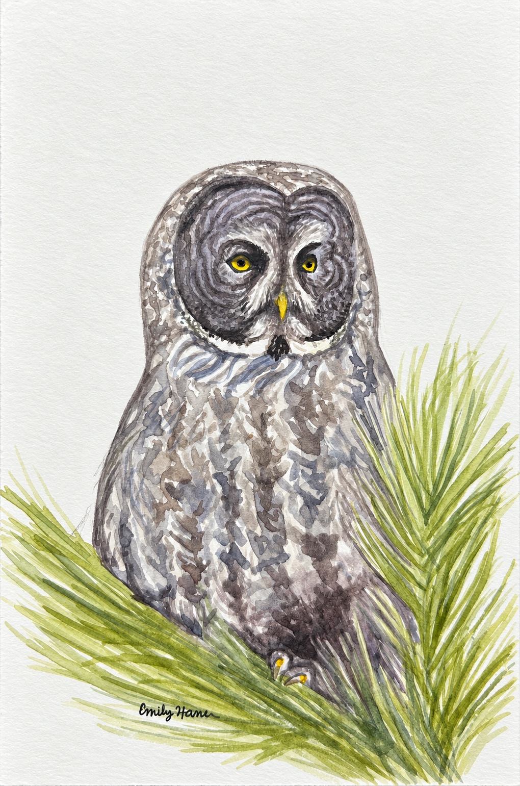 Watercolor illustration of a great gray owl among pine needles