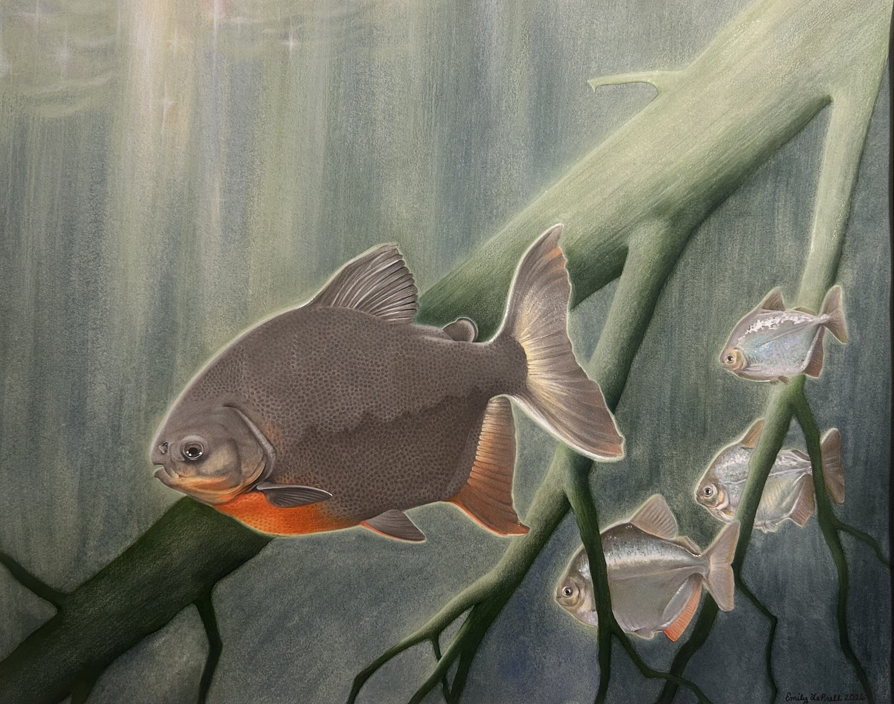Pacu and silver dollar fish among aquatic plants, drawn in colored pencil