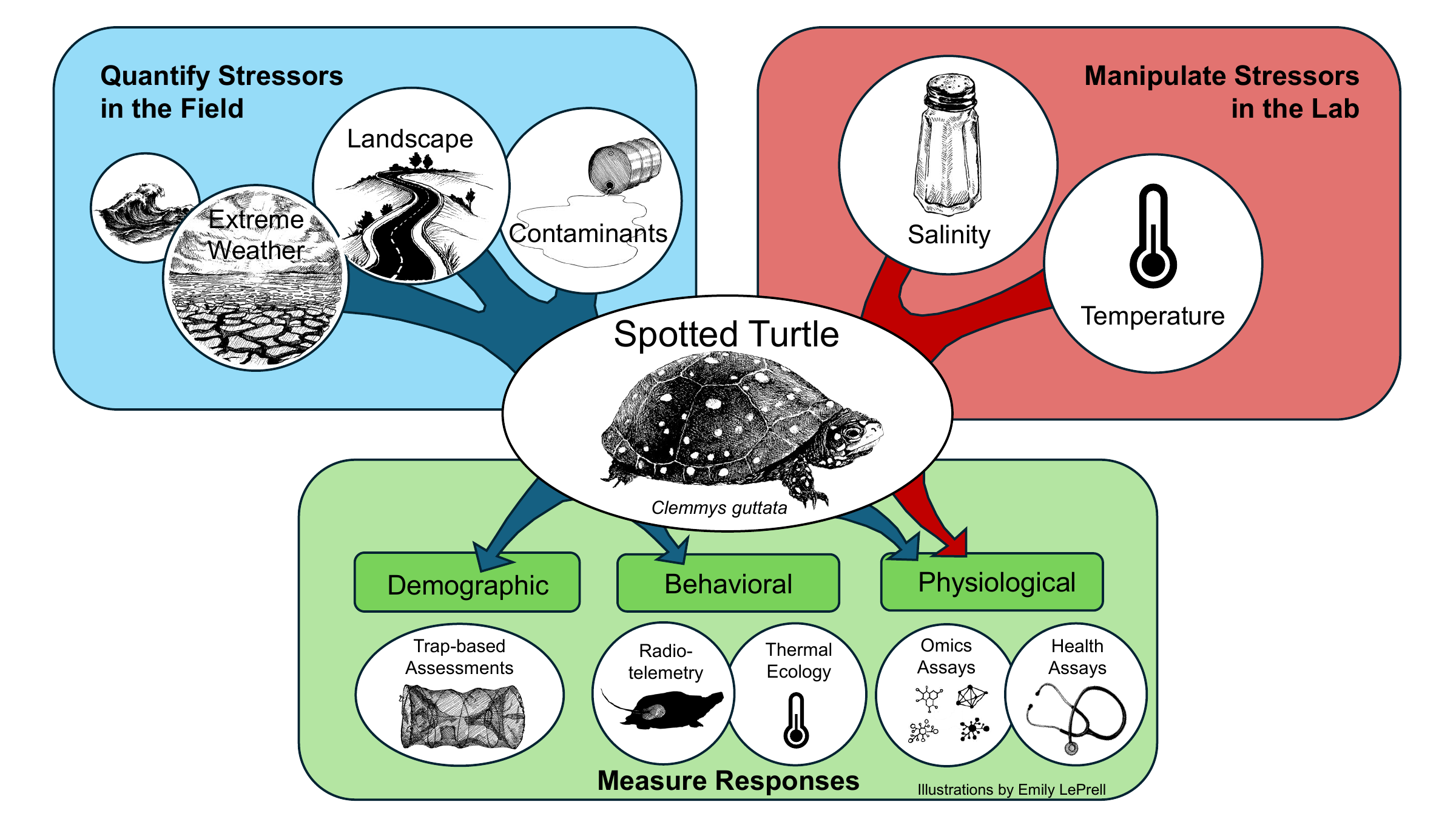 Graphical abstract showing field and laboratory stressors and measured responses in spotted turtles