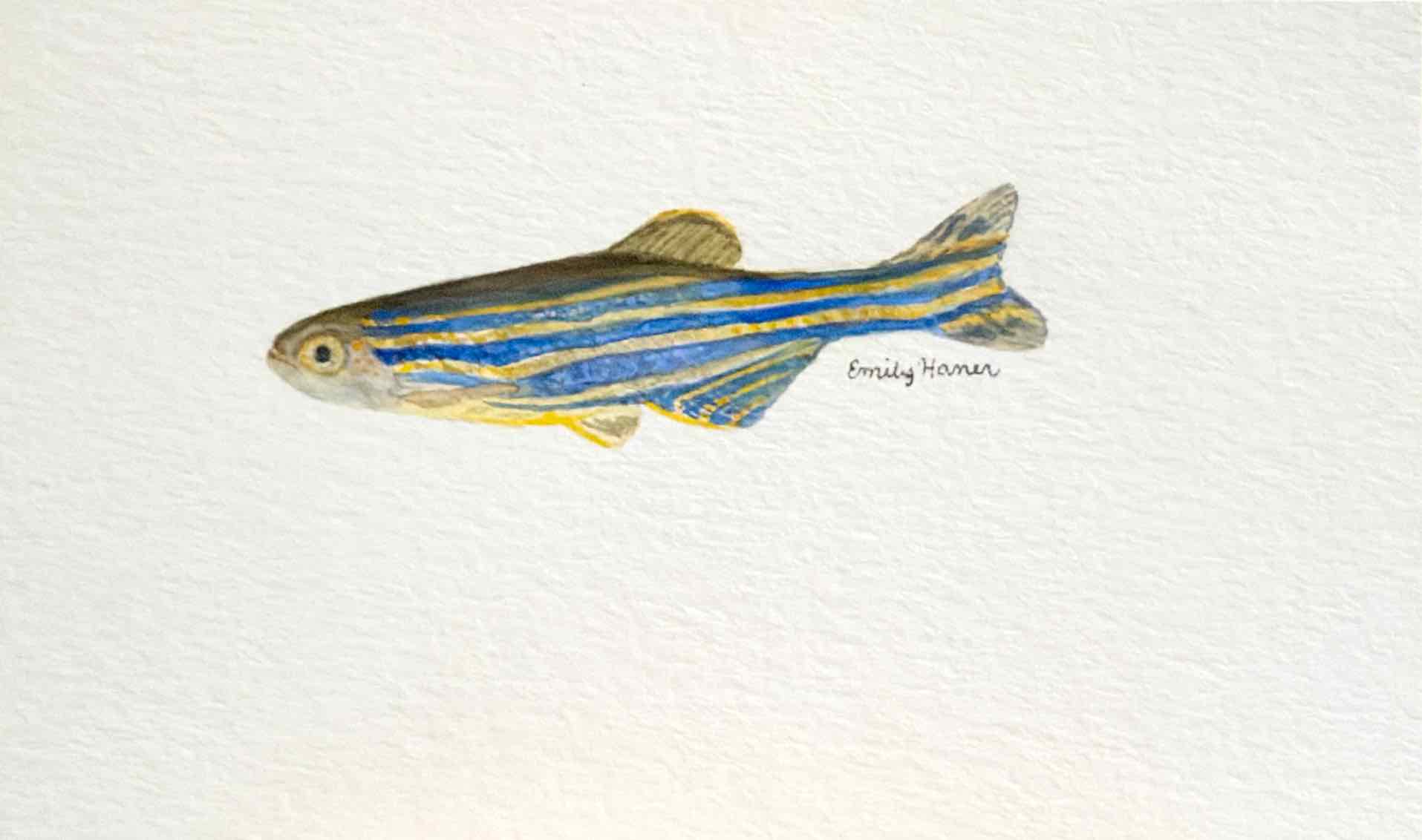 Watercolor of a zebra danio with vivid blue and gold stripes, with the artist's signature beside its tail